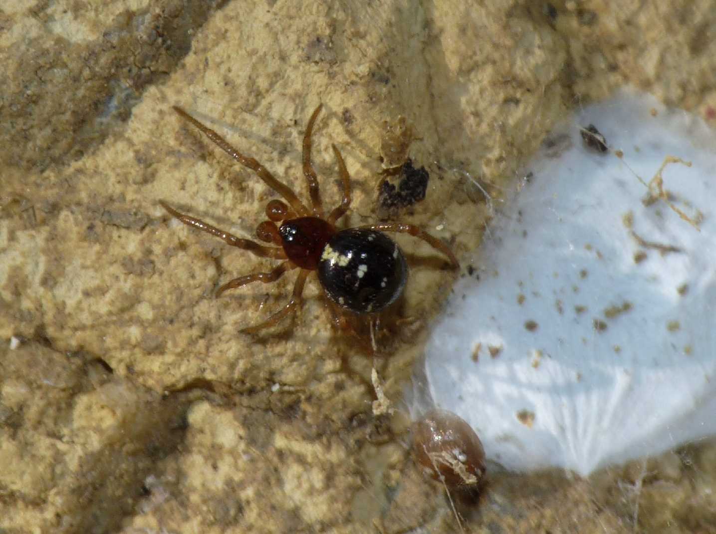 Maschio di Crustulina sp. (Theridiidae)